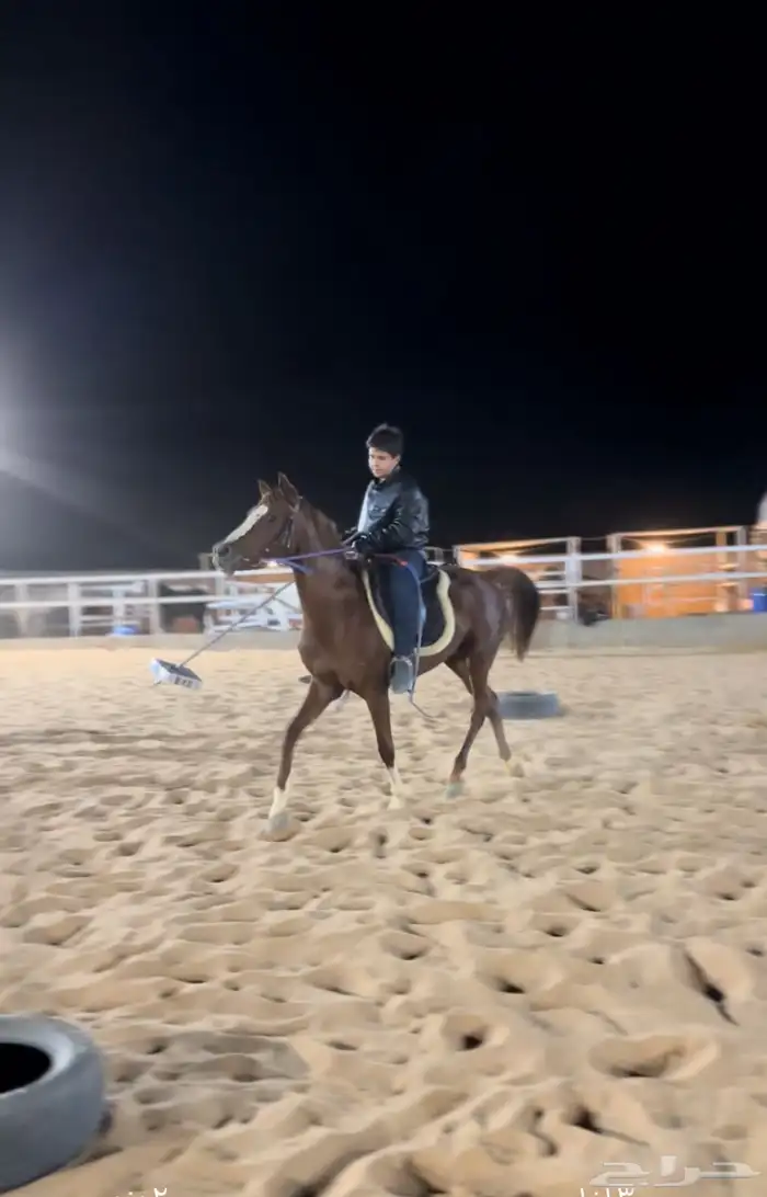 عسف وترويض الخيل 0