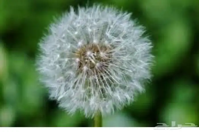 بذور الهندباء البريه 1