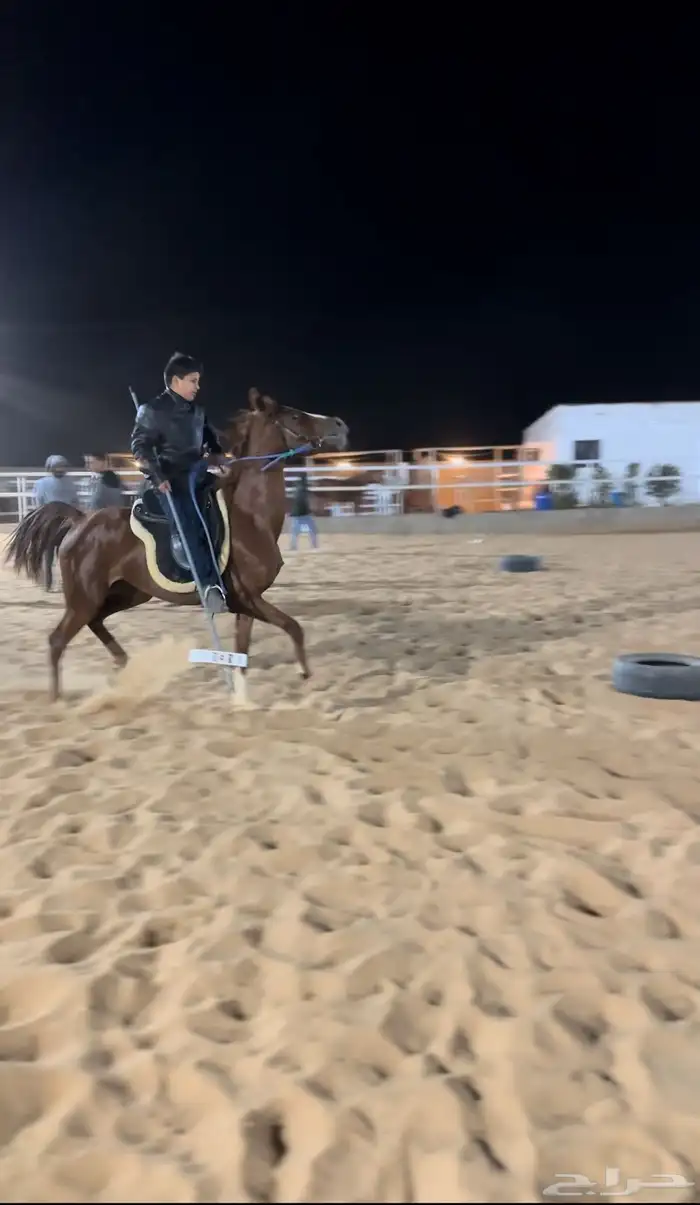عسف وترويض الخيل 2