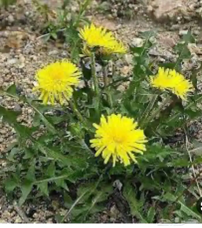 بذور الهندباء البريه 0