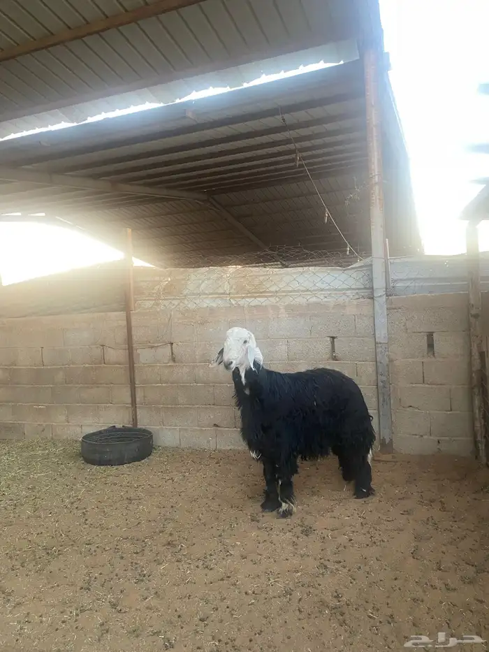 خروف نجدي 1