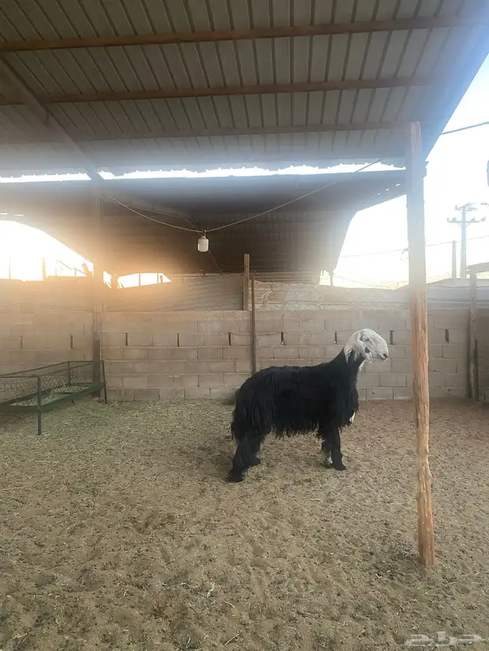 خروف نجدي 4