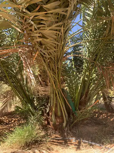 يوجد لدينا جميع أنواع النخيل 8