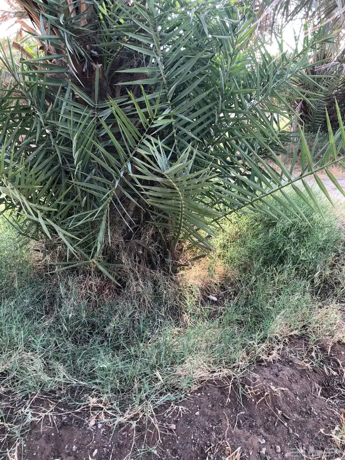 فراخة نخل صقعي و خضري و منوع للبيع 3