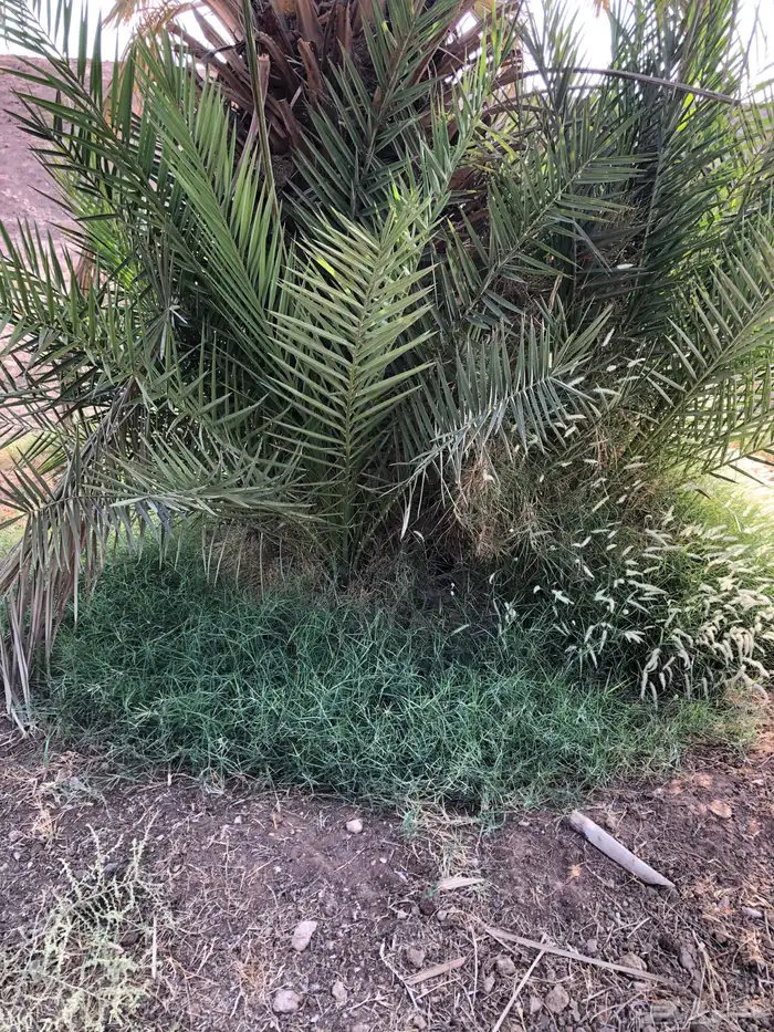فراخة نخل صقعي و خضري و منوع للبيع 4