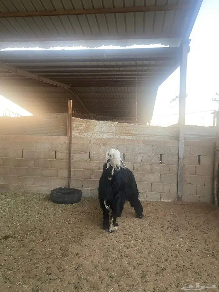 خروف نجدي 6