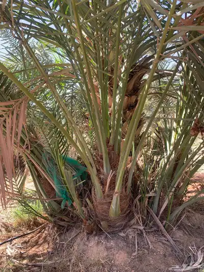 يوجد لدينا جميع أنواع النخيل 7