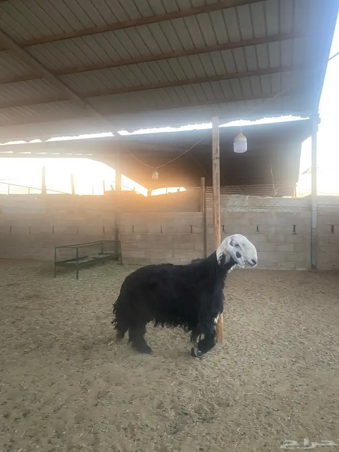 خروف نجدي 7