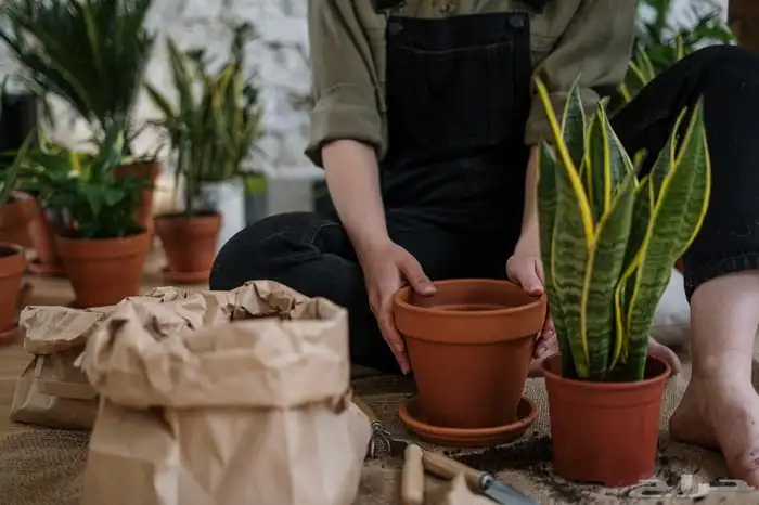 صيانه نباتات منزليه 0