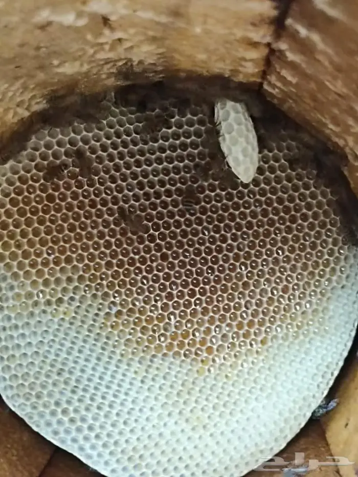 عسل سدر وسمره مضمون 5