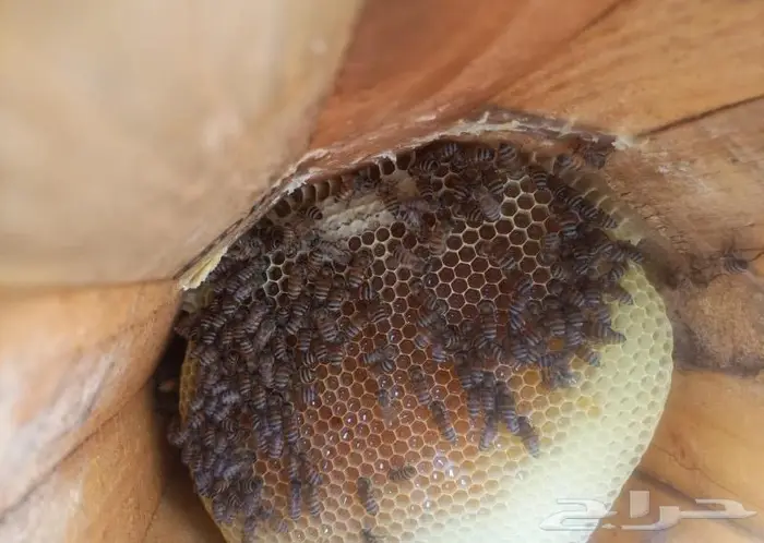 عسل سدر وسمره مضمون 0