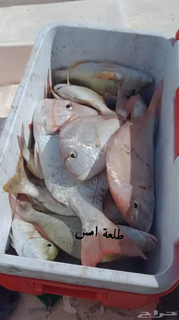 قارب صيد الرايس 0