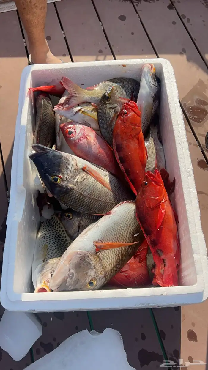 قارب صيد الرايس 1