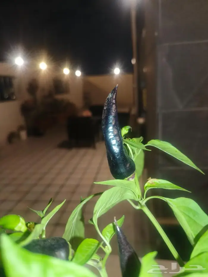 اندر فلفل Black Ghost بجدة لهواة زراعة النوادر 4