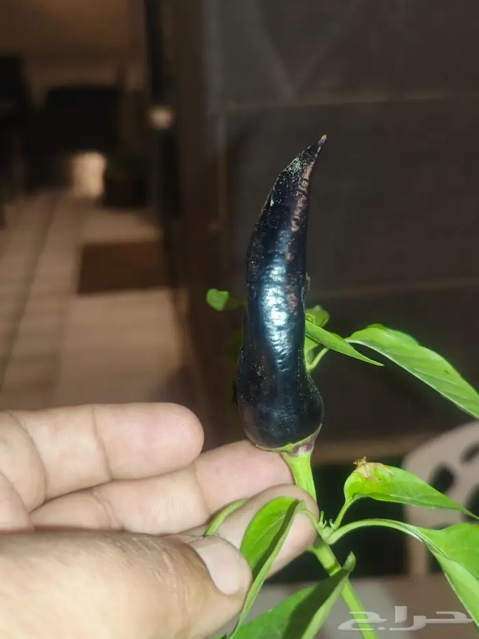 اندر فلفل Black Ghost بجدة لهواة زراعة النوادر 5