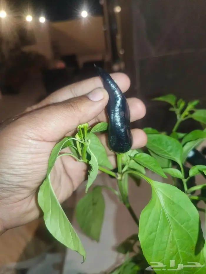 اندر فلفل Black Ghost بجدة لهواة زراعة النوادر 0