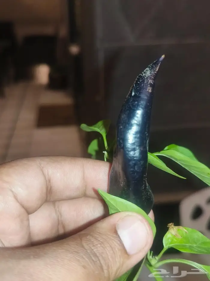 اندر فلفل Black Ghost بجدة لهواة زراعة النوادر 2