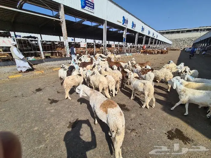 طليان سواكني مرباه جميع الاحجام ويوجد خدمة ذبح وتوصيل للباب 2