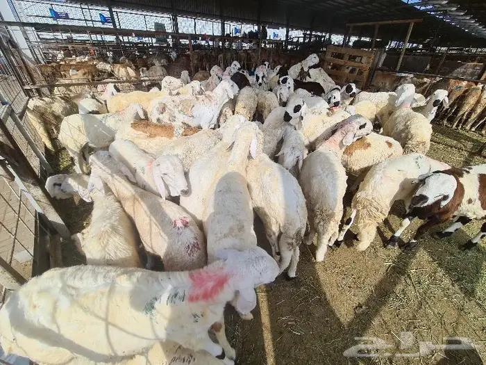 طليان سواكني مرباه جميع الاحجام ويوجد خدمة ذبح وتوصيل للباب 5