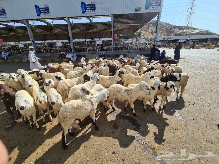 طليان سواكني مرباه جميع الاحجام ويوجد خدمة ذبح وتوصيل للباب 4