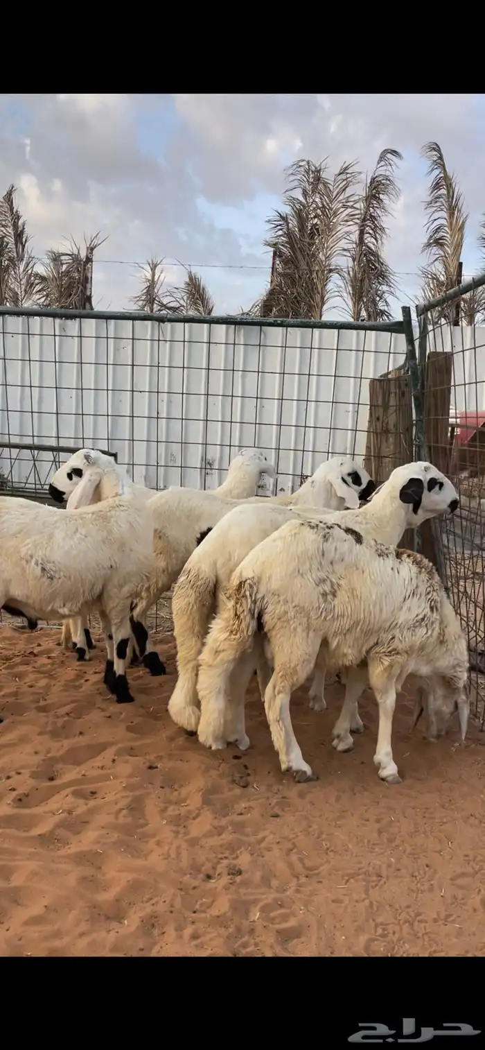ذبايح نعيم 8