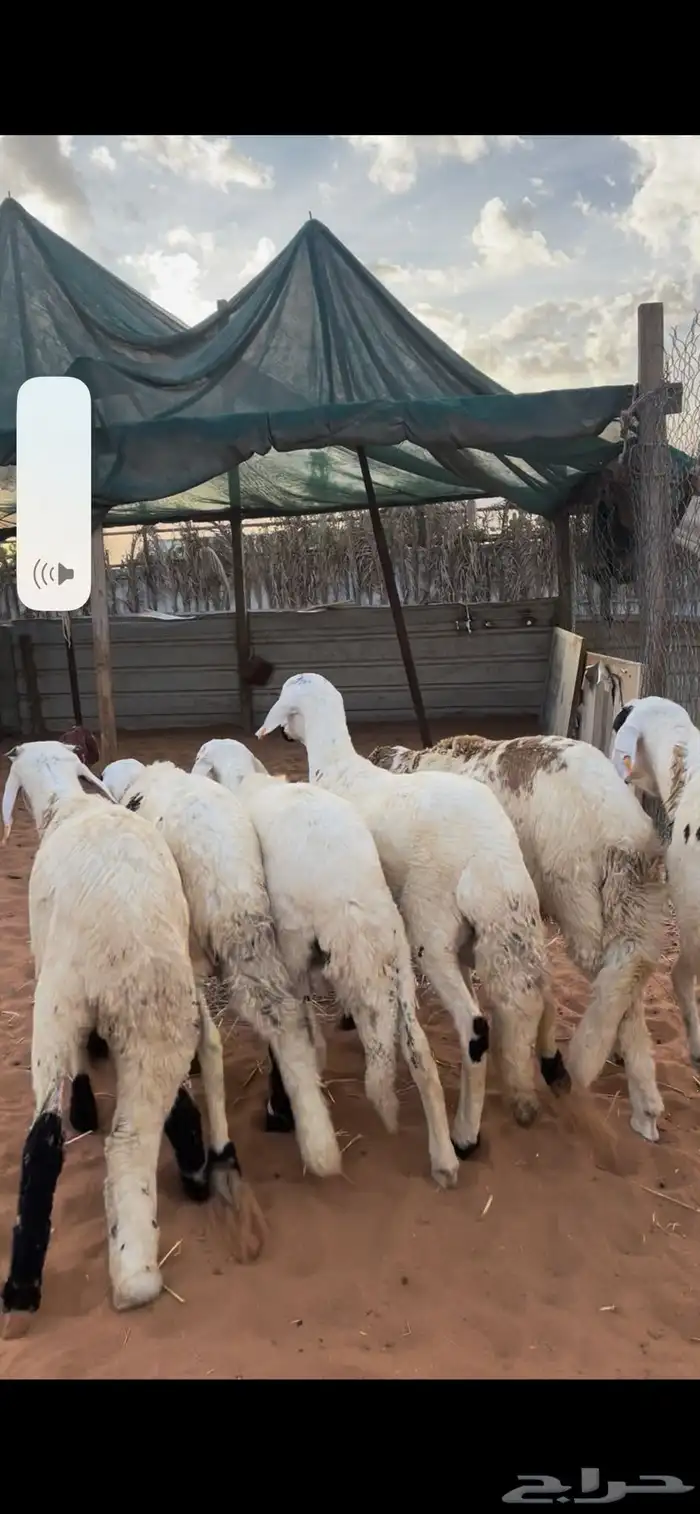 ذبايح نعيم 4