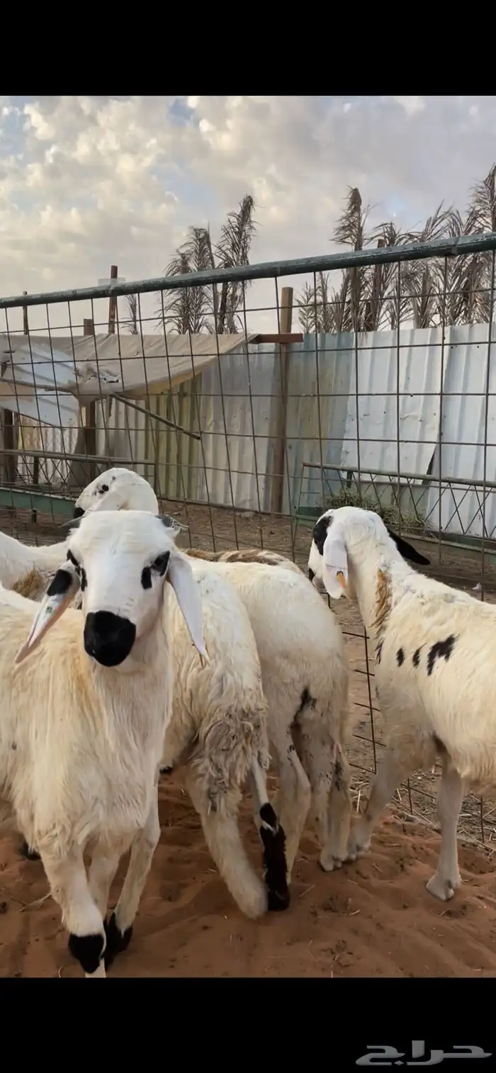 ذبايح نعيم 6