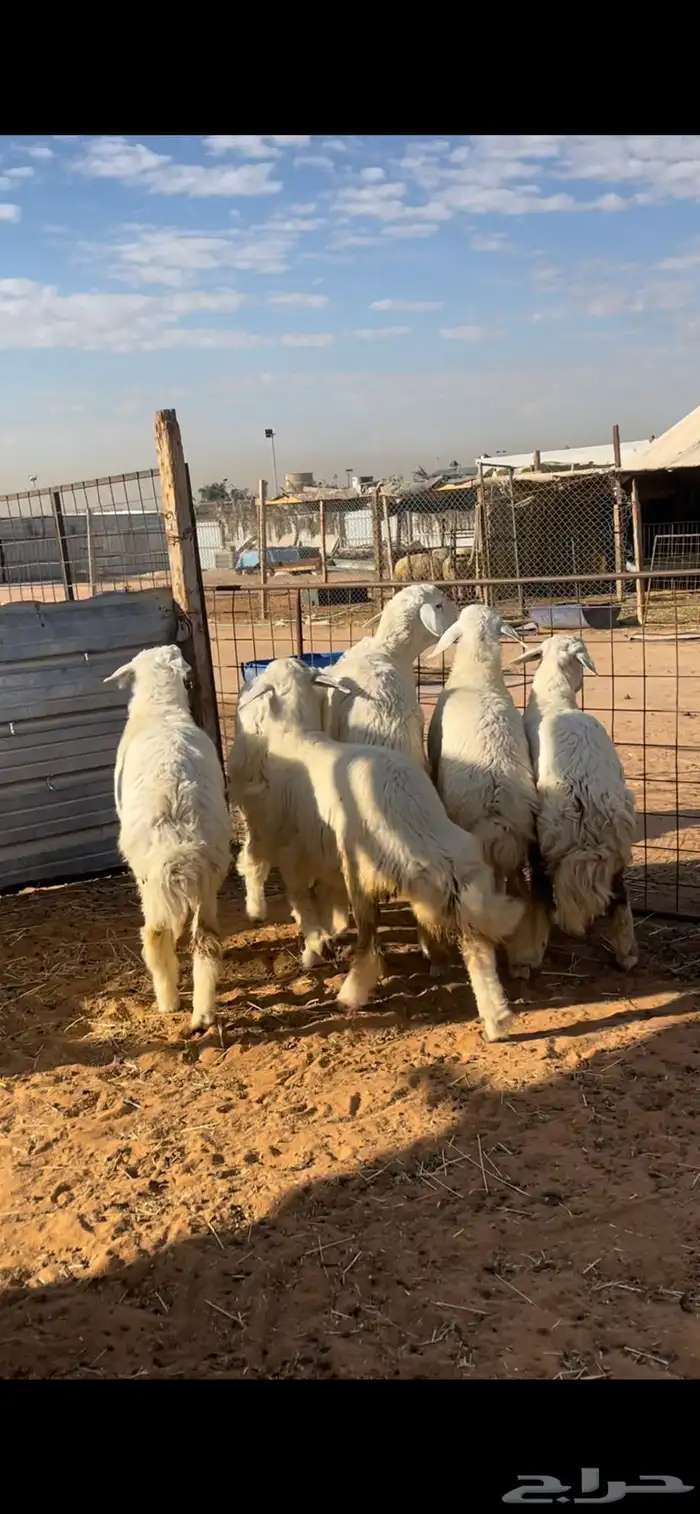 ذبايح نعيم 1