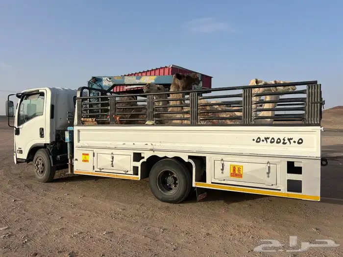 دينا لنقل الابل 0