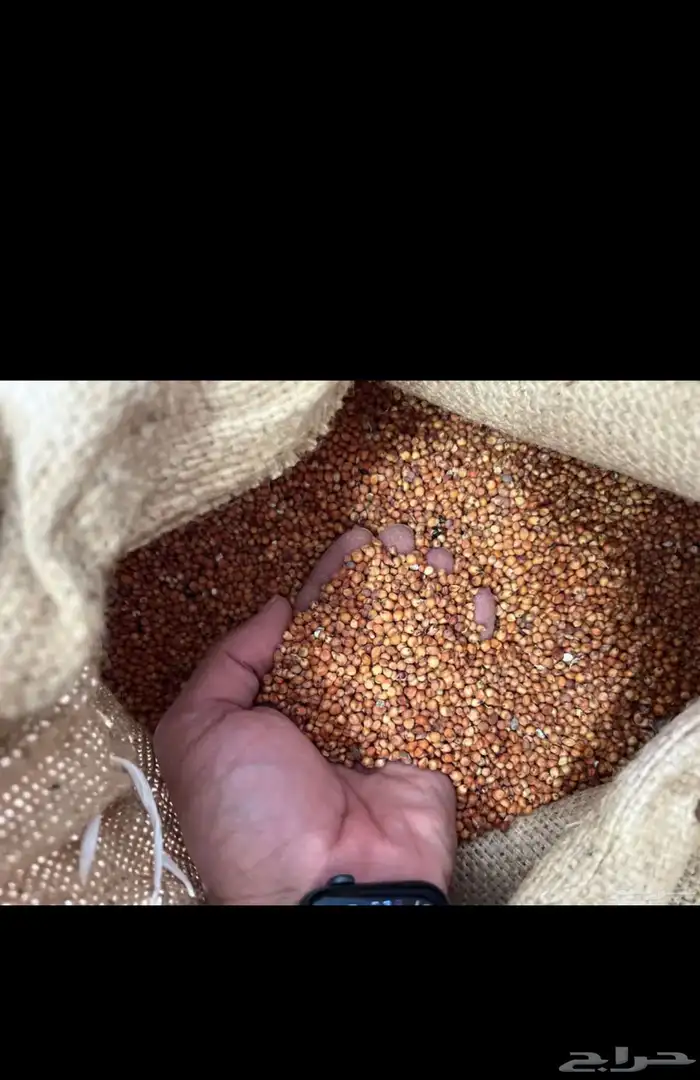 بذور ذرة جيزانية بسعر جيد جدا .. متجر باذر 0