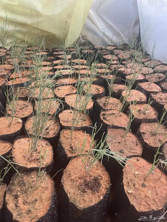اشجار كينا حمرا وارطى العملاق 3