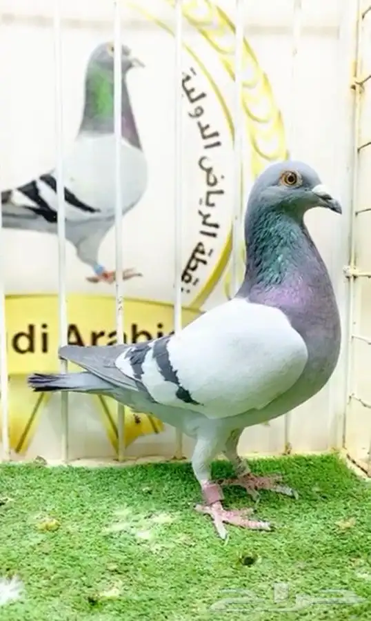 زاجل سباق السادس حجل ذهبي 0