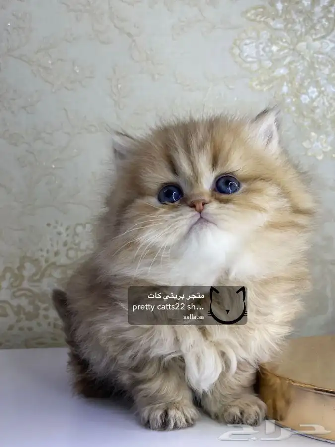 سكوتش فولد سكوتش ستريت كيتن cat بريتش قطط بيور مستورد قطه 14