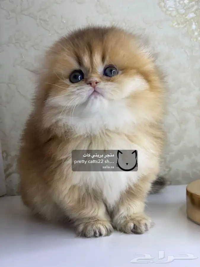 سكوتش فولد سكوتش ستريت كيتن cat بريتش قطط بيور مستورد قطه 5