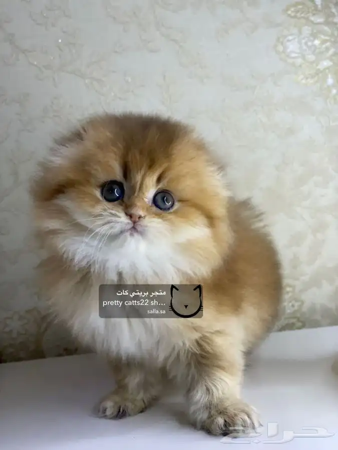 سكوتش فولد سكوتش ستريت كيتن cat بريتش قطط بيور مستورد قطه 2