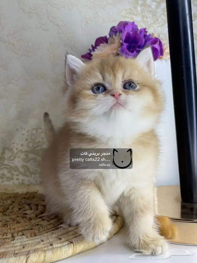 سكوتش فولد سكوتش ستريت كيتن cat بريتش قطط بيور مستورد قطه 9