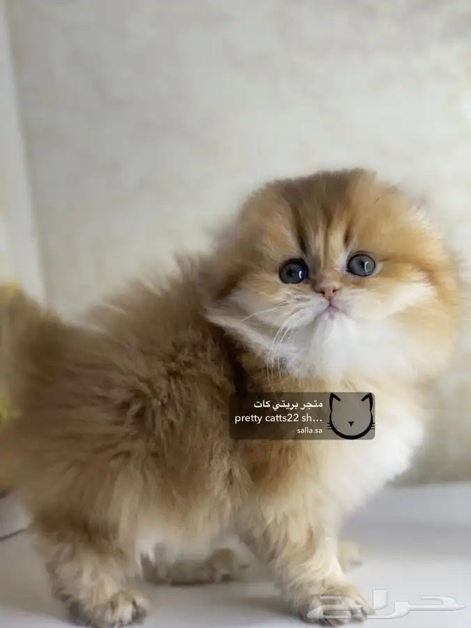 سكوتش فولد سكوتش ستريت كيتن cat بريتش قطط بيور مستورد قطه 4