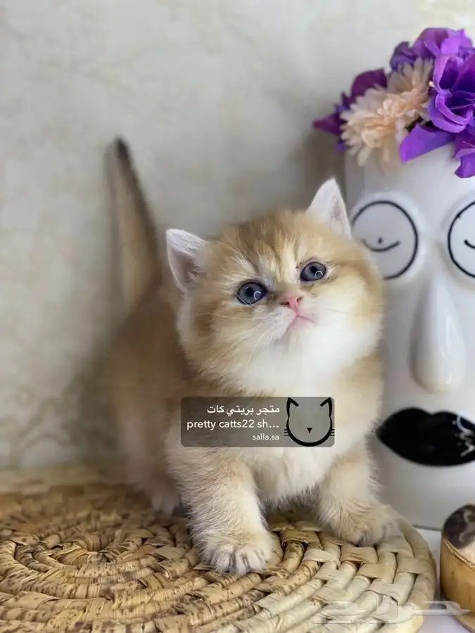 سكوتش فولد سكوتش ستريت كيتن cat بريتش قطط بيور مستورد قطه 7