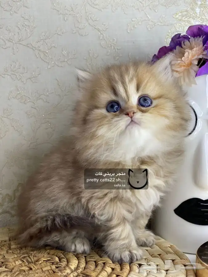 سكوتش فولد سكوتش ستريت كيتن cat بريتش قطط بيور مستورد قطه 13