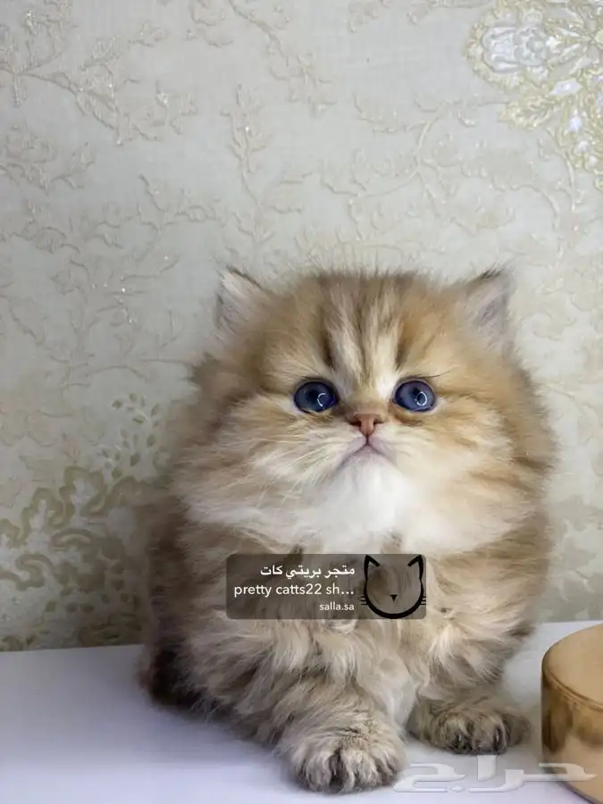 سكوتش فولد سكوتش ستريت كيتن cat بريتش قطط بيور مستورد قطه 12