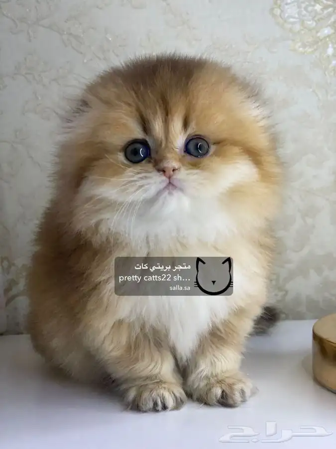 سكوتش فولد سكوتش ستريت كيتن cat بريتش قطط بيور مستورد قطه 3