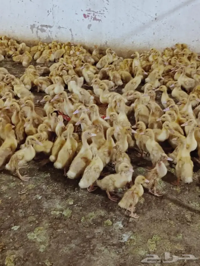 صوص بط بكيني 0