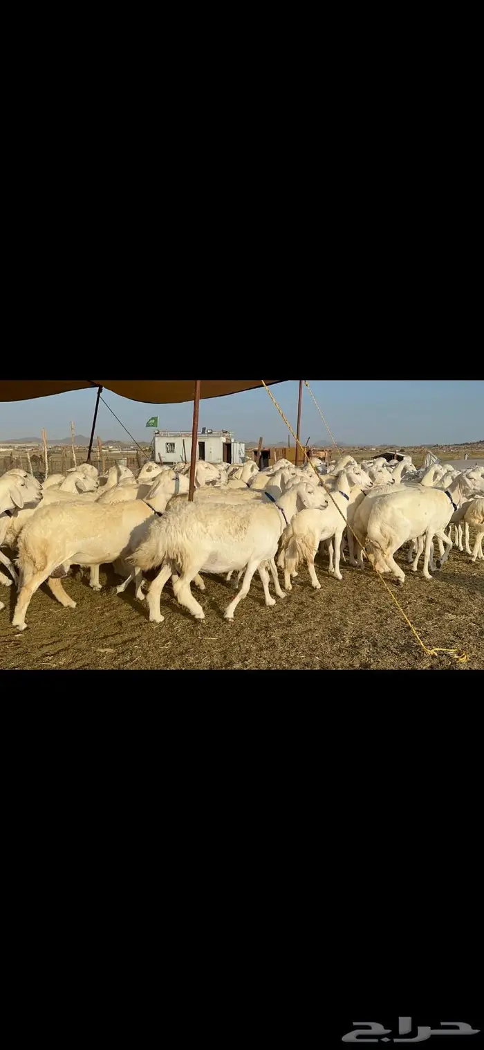 غنم حرية طايفيه مراح واحد تنصفط للقناي 49 0