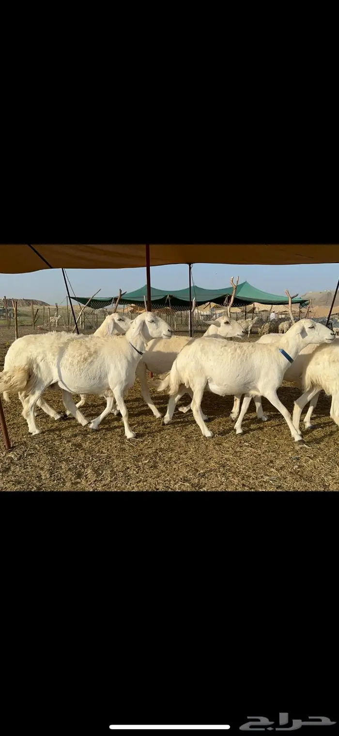 غنم حرية طايفيه مراح واحد تنصفط للقناي 49 2