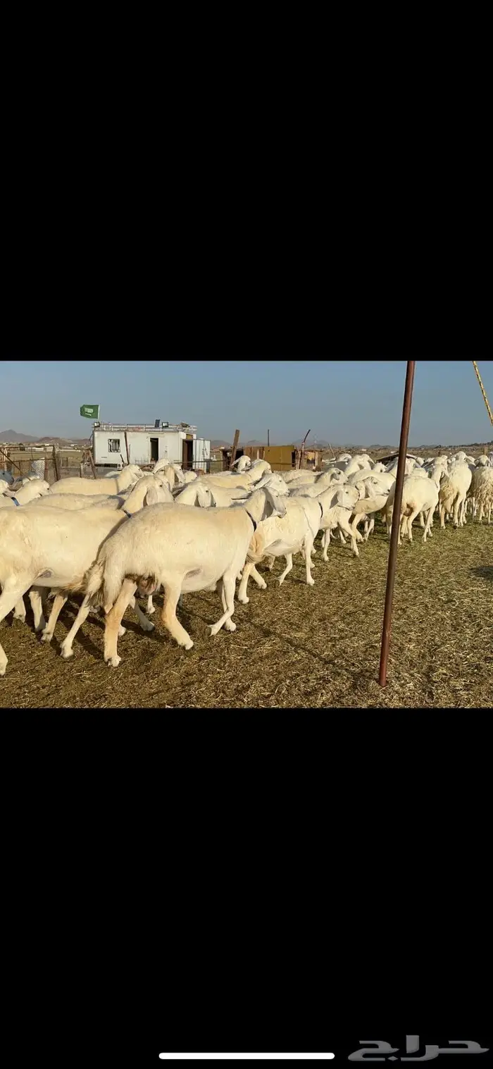 غنم حرية طايفيه مراح واحد تنصفط للقناي 49 1