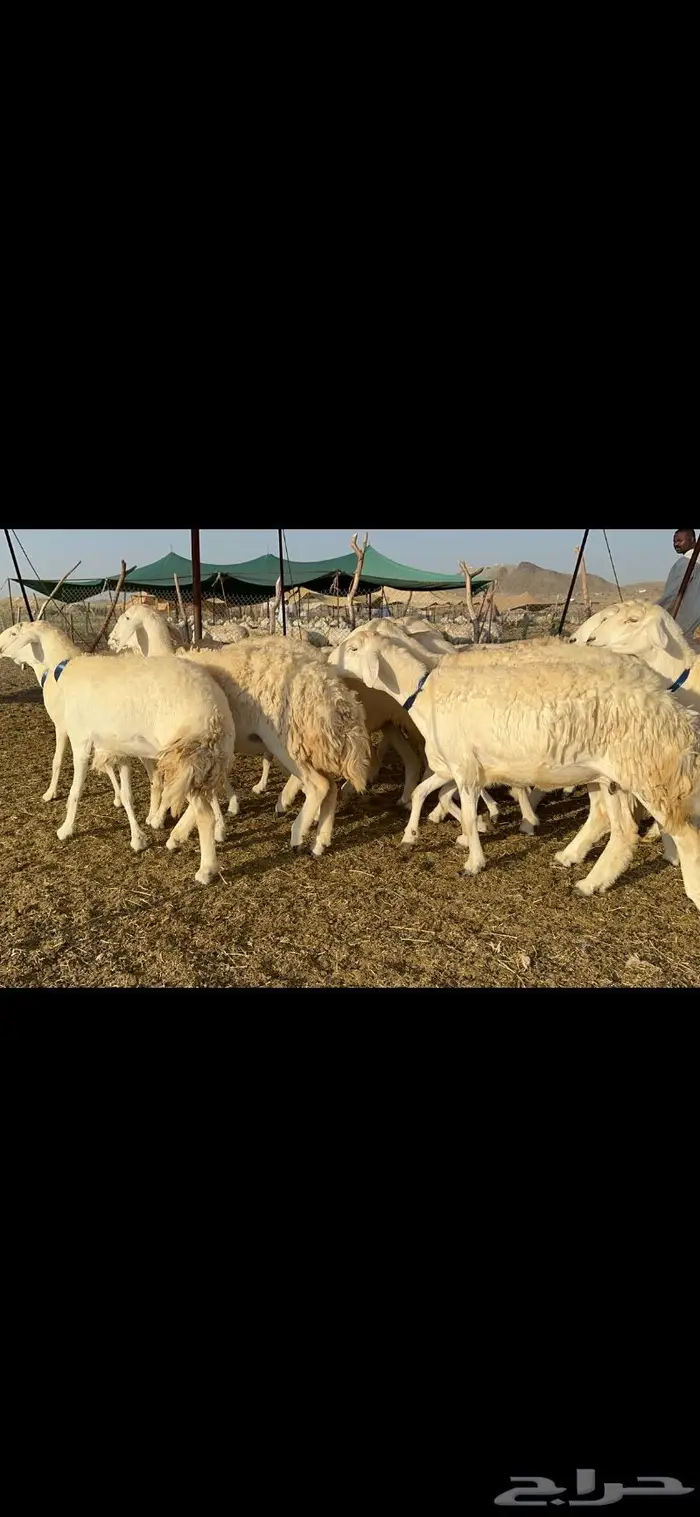 غنم حرية طايفيه مراح واحد تنصفط للقناي 49 4