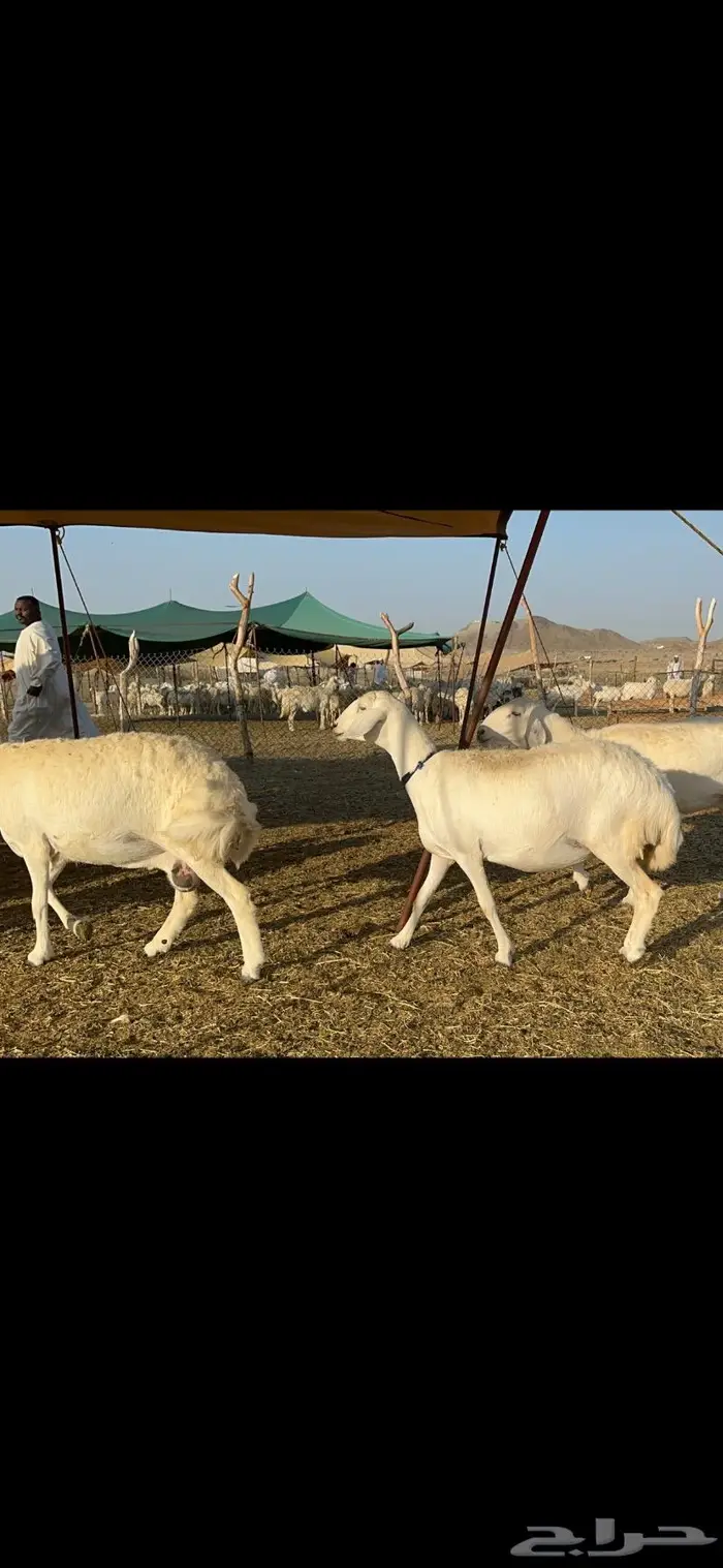 غنم حرية طايفيه مراح واحد تنصفط للقناي 49 3