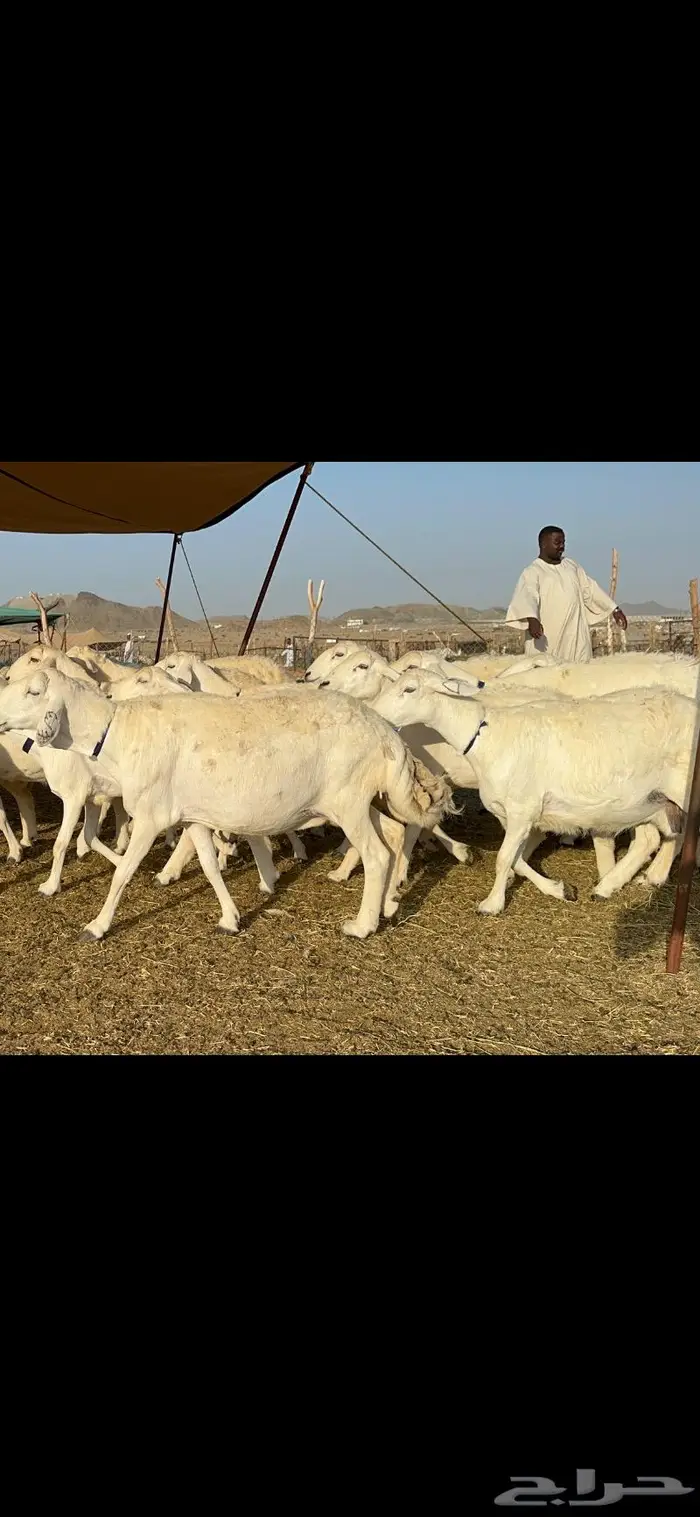 غنم حرية طايفيه مراح واحد تنصفط للقناي 49 5