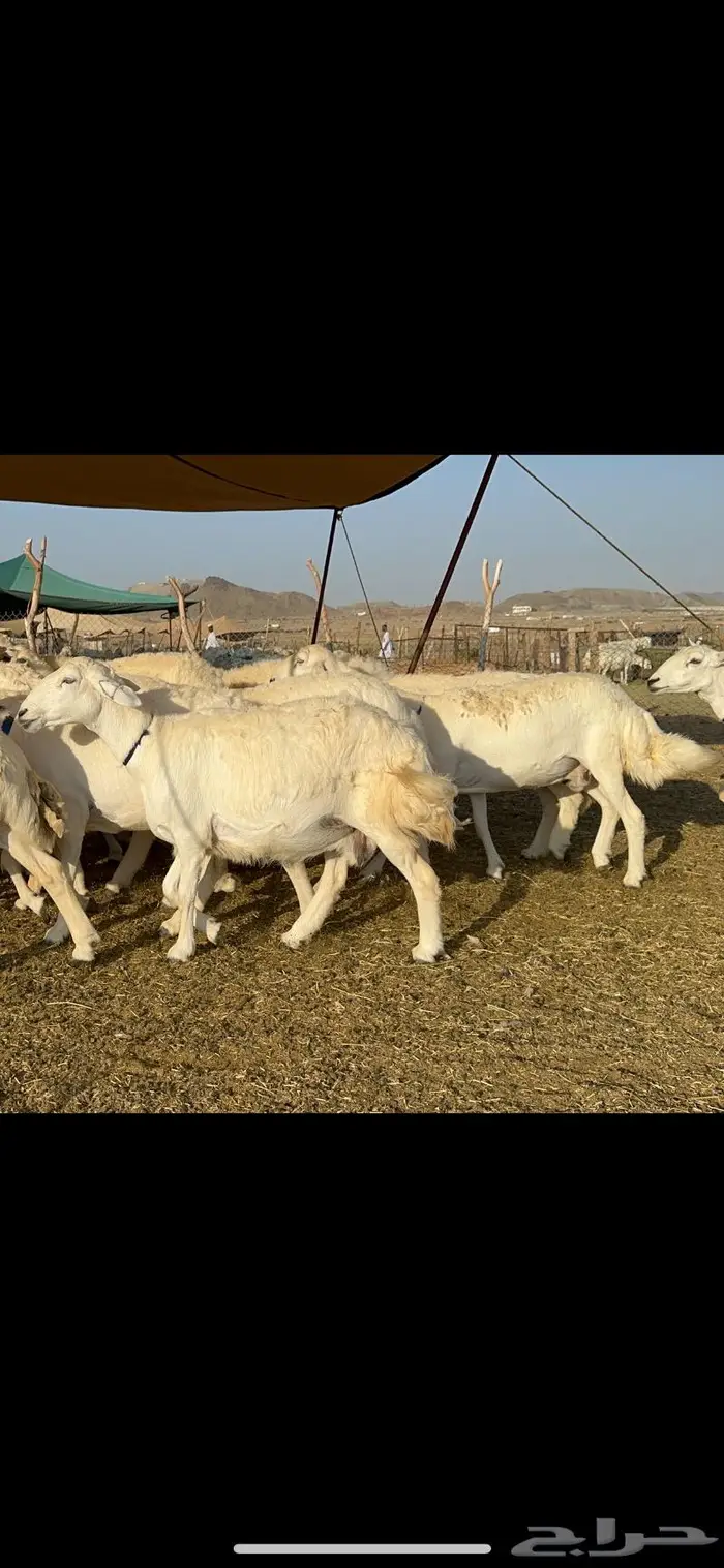 غنم حرية طايفيه مراح واحد تنصفط للقناي 49 6