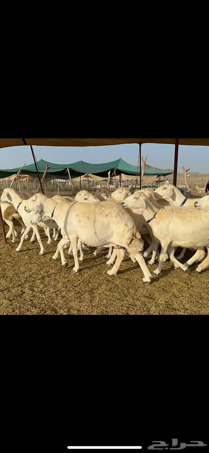 غنم حرية طايفيه مراح واحد تنصفط للقناي 49 7